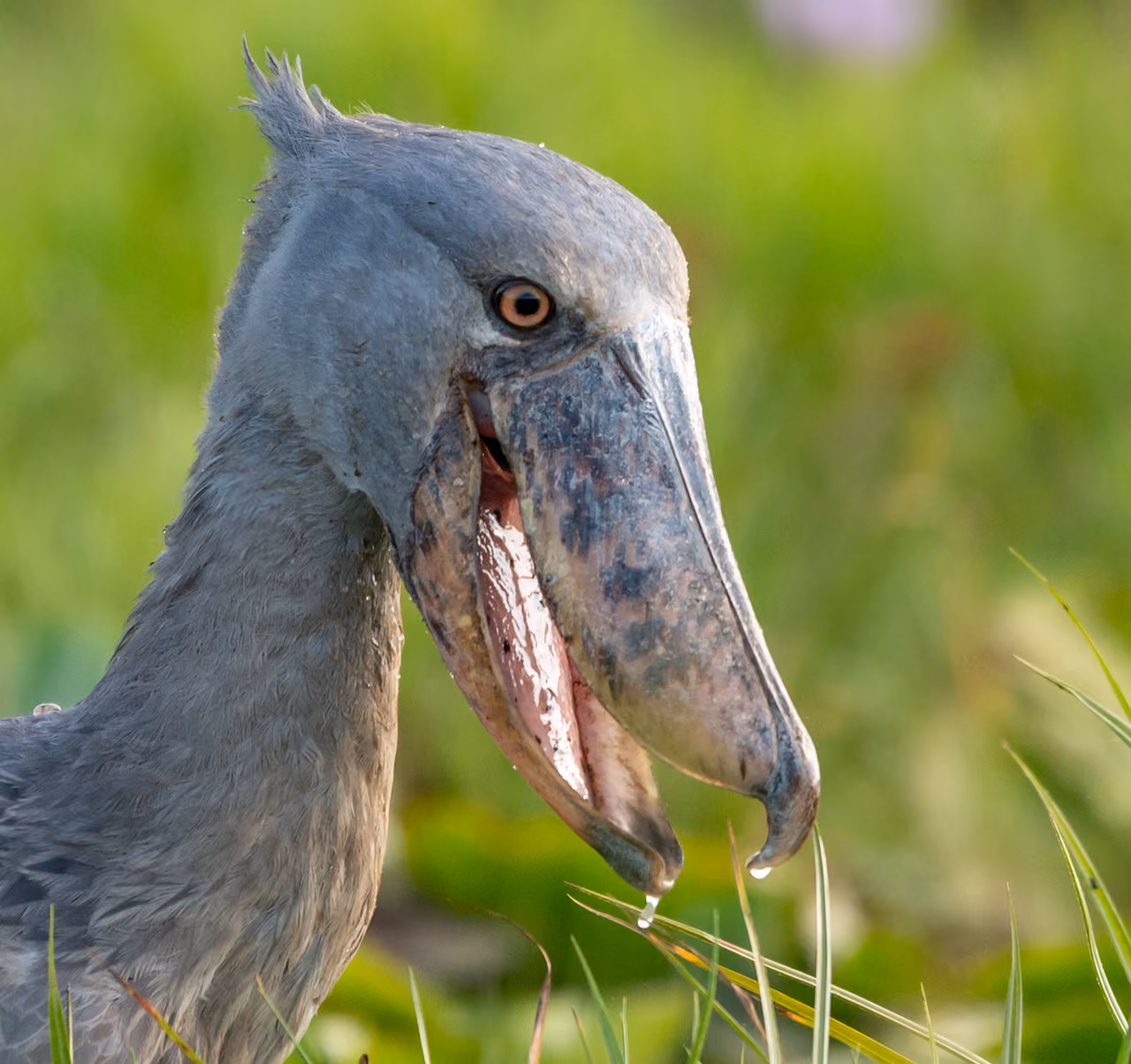 Shoebill, Mabamba wetland, Uganda