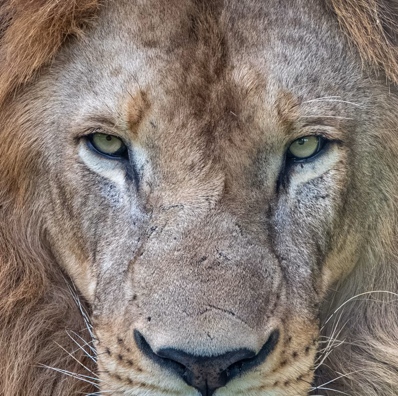 Lion, Queen Elizabeth, Uganda