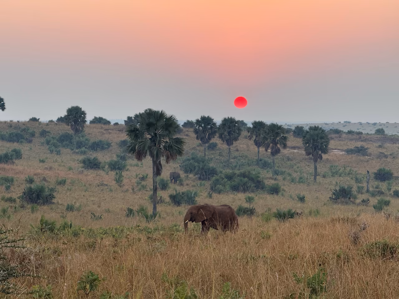 Savanna sunset, golden hour, Uganda