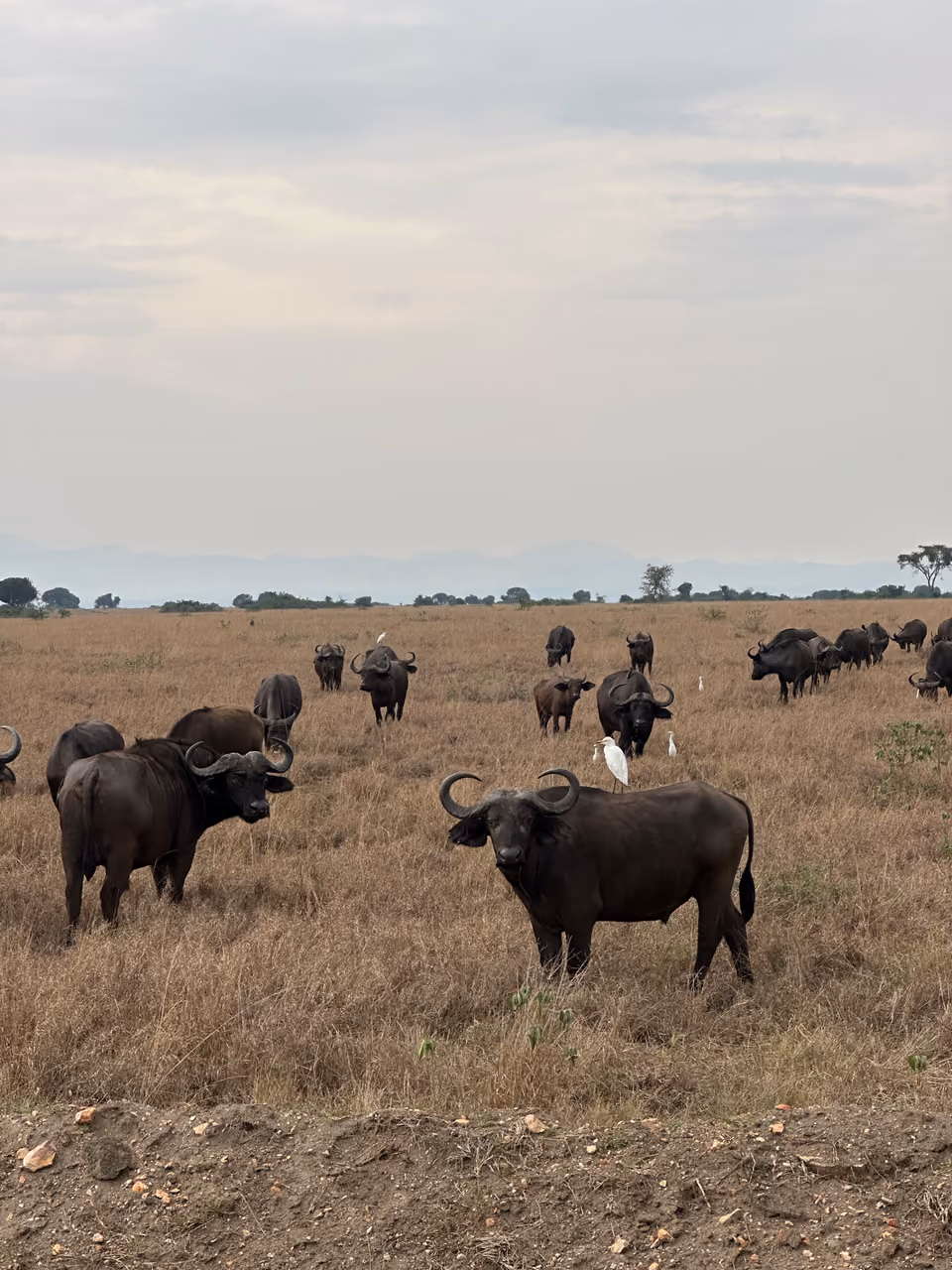Buffalo herd, savanna, Uganda